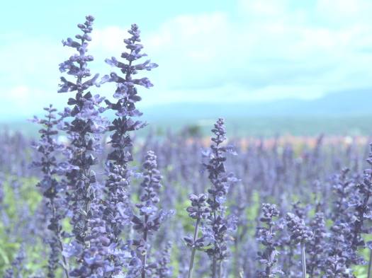 11017551_341157899417503_7367316177553424064_o