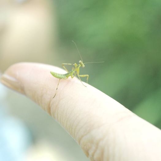 12321201_420710204795605_358598277995642755_n