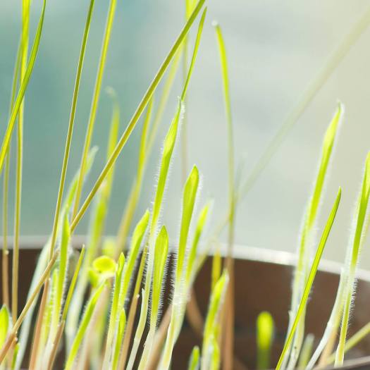 12832521_418986708301288_4483214458875887569_n