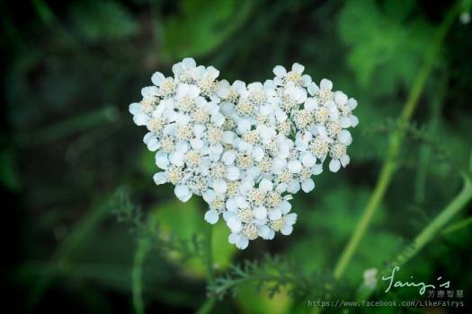 14290007_489398757926749_1993932175760982903_o